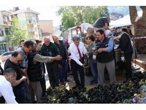 3 Bin Ceviz Fidan Toprakla Buluşacak
