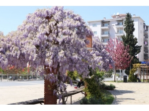 Bafra Çiçek Açtı