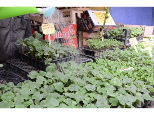 Yazın Habercisi Sebze Fideleri Tezgahları Süslüyor