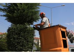 Bolu’da, Bir Yılda 9 Bin 600 Ağaç Dikildi