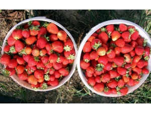 Dağ Yöresinde Alternatif Ürünler Çiftçinin Yüzünü Güldürüyor