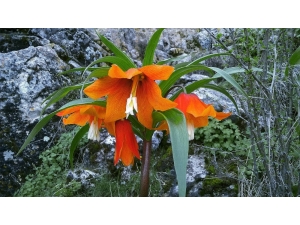 ‘Ağlayan Gelin’ Cümbüşü