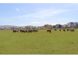 Ardahan’da Çiftçiyi Kuraklık Korkusu Sardı