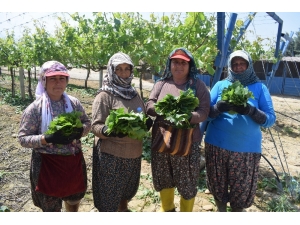 Asma Yaprağı Kadınların Geçim Kapısı Oldu