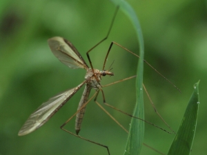 Kocaeli’de Korkutan Sinek Zararsız Çıktı