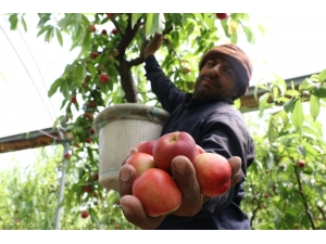 Şeftalide Hasat Başladı, Çiftçi Fiyatlardan Yakındı