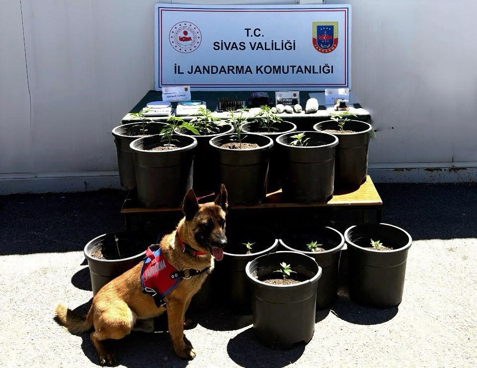 saksida-yetistirilen-uyusturucu-fide-asamasinda-ele-gecirildi