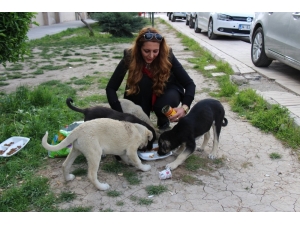 Okul Müdiresi Her Gün Sokak Hayvanlarını Besliyor