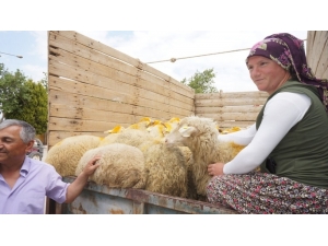 Sarıgöl’de İki Genç Çiftçi Küçükbaş Hayvanlarına Kavuştu