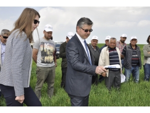 Akıllı Azotlu Gübreleme Yayım Projesi Kapsamında Tarla Günü Etkinliği