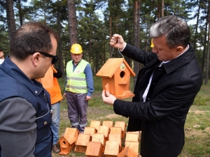 Yuvayı Dişi Kuş Yerine Ormancılar Yapıyor