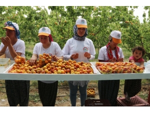 Mersin’in Mut İlçesi 70 Bin Ton Kayısı İhracatı Hedefliyor