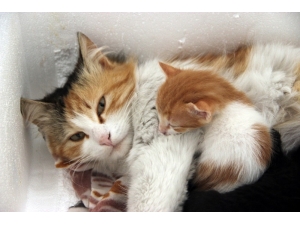 Sokakta Bulduğu Kediye İlanla ’Süt Anne’ Buldu