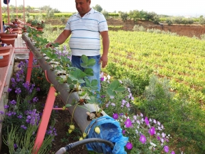 Su Borularının İçinde Çilek Yetiştirdi