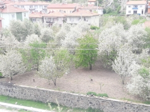 Şaphane’de Renk Cümbüşü
