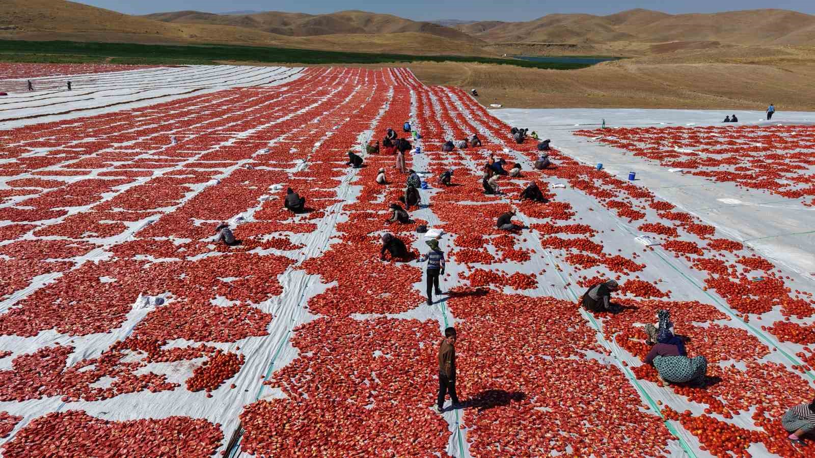 elazig-da-uretilen-domatesler-dunya-sofralarini-tatlandiriyor