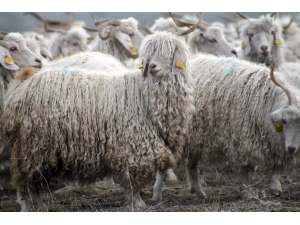 Tiftik, Tarihinde En Yüksek Fiyatı Gördü