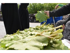 Asma Yaprağına İlgi Başladı