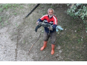 Zehirli Dereden Su İçen Oğlak Öldü