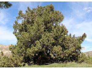 9 Asırlık Ardıç Ağacı Zamana Meydan Okuyor