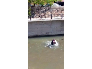 Harşit Çayı’ndaki Köpeği Kurtarmak İçin Seferber Oldular