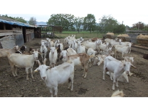 Engelli Vatandaş Çoban Olmak İçin Devletten Destek Bekliyor