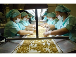 Düzce’den 705 Ton İç Fındık İhraç Edildi