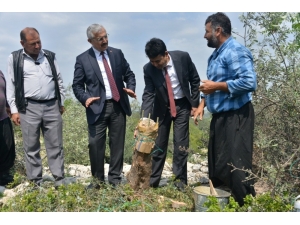 Mersin’de Deliceler Aşılanarak Ülke Ekonomisine Kazandırılıyor