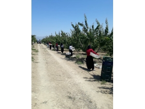 Reyhanlı’da Kayısı Hasadı Başladı