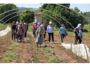 Muğla’nın Yenilebilir Otları Tanıtılıyor