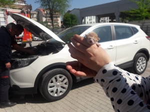 Aracının Motoruna Sıkışan Yavru Kediyi Sahiplendi