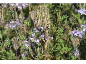 Adana İl Gıda Tarım Ve Hayvancılık Müdürü Tekin: "Arı Otunu Yaygınlaştırarak Bal Üretimini Artıracağız"