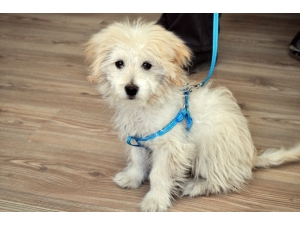 Evcil Hayvan Tüyleri Sanıldığı Kadar Zararlı Değil