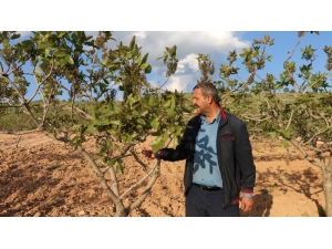 Fıstık Üreticileri Aylık 6 Bin Liraya Çalıştıracak İşçi Bulamıyor