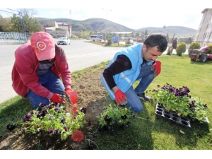 Bayburt’ta 80 Bin Adet Menekşe Ve Lale Soğanı Toprakla Buluştu