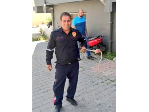 Emniyetin Bahçesinde Yakalanan Yılan Doğaya Bırakıldı