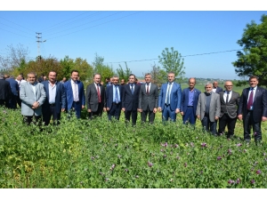 19 Mayıs’ta Yem Bezelyesi Tarla Günü
