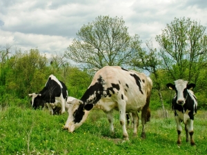 Tarsim’den Hayvancılığa Destek