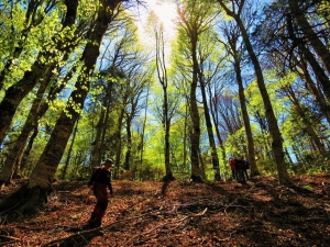 Kazdağlarının Gizli Güzelliği Kayın Ormanları