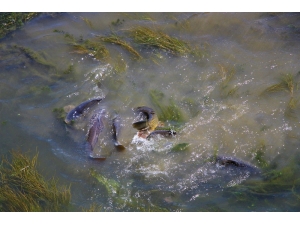Çırpınan Balıklar Önce Panikletti Sonra Sevindirdi