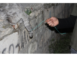 Demir Parmaklığa Sıkışan Hamile Kedi Telef Oldu