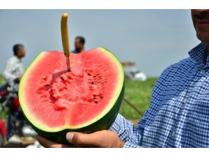 Adana’da Turfanda Karpuz Hasadı Başladı