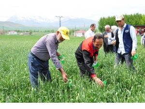 Süneyle Mücadele İçin 160 Bin Faydalı Böcek Doğaya Salındı