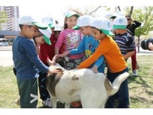 Odunpazarı’ndan Sokaktaki Dostlara Yardım Eli