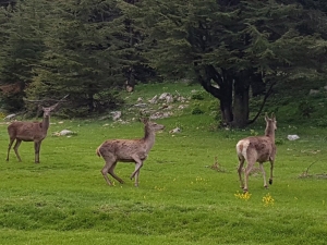 Kahramanmaraş’ta Ala Geyikler Doğaya Bırakıldı