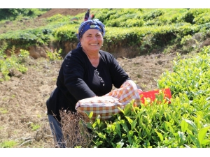 Çay Alım Sezonu Açıldı, Üreticiler Çaylığa Girmeye Başladı
