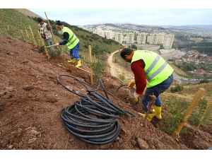 Kocaeli’de Susuz Ağaç Kalmayacak