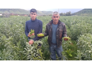 Bezelye Üreticisi Düşük Fiyatlardan Dertli