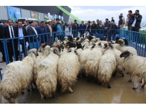 Van’da ‘Mobil Koyun Banyoluğu’ Dağıtımı