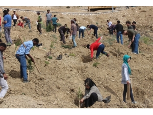 Stk Üyeleri, Cip’e Fidan Dikti